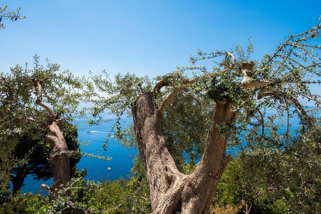Villa De Rosa Positano Esterno foto